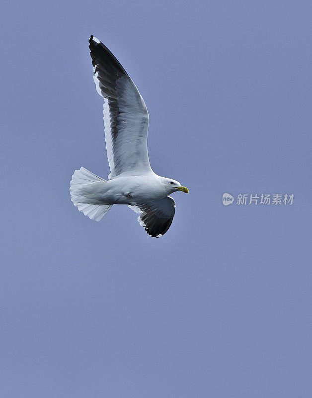 海藻鸥(Larus dominicanus)，也被称为多米尼加鸥，在南半球的海岸和岛屿上繁殖。在新西兰(在那里它被称为南方黑背鸥或其Māori名Karoro。